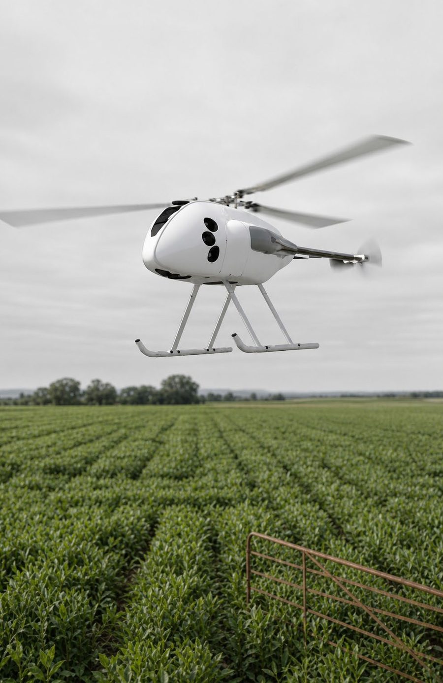 Unmanned helicopter flying low over crop rows
